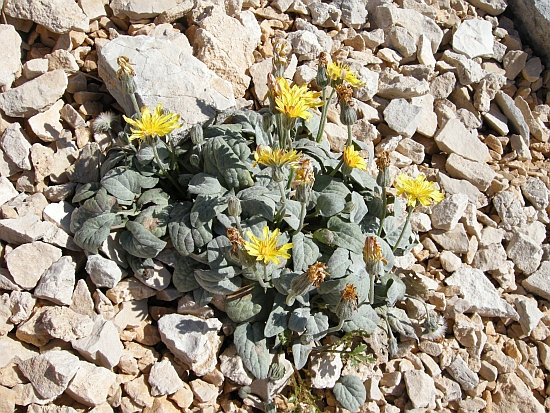 Crepis pygmaea subsp.pygmaea / Radicchiella dei ghiaioni